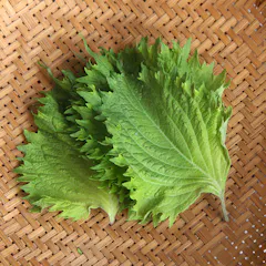 大葉