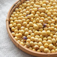 白大豆