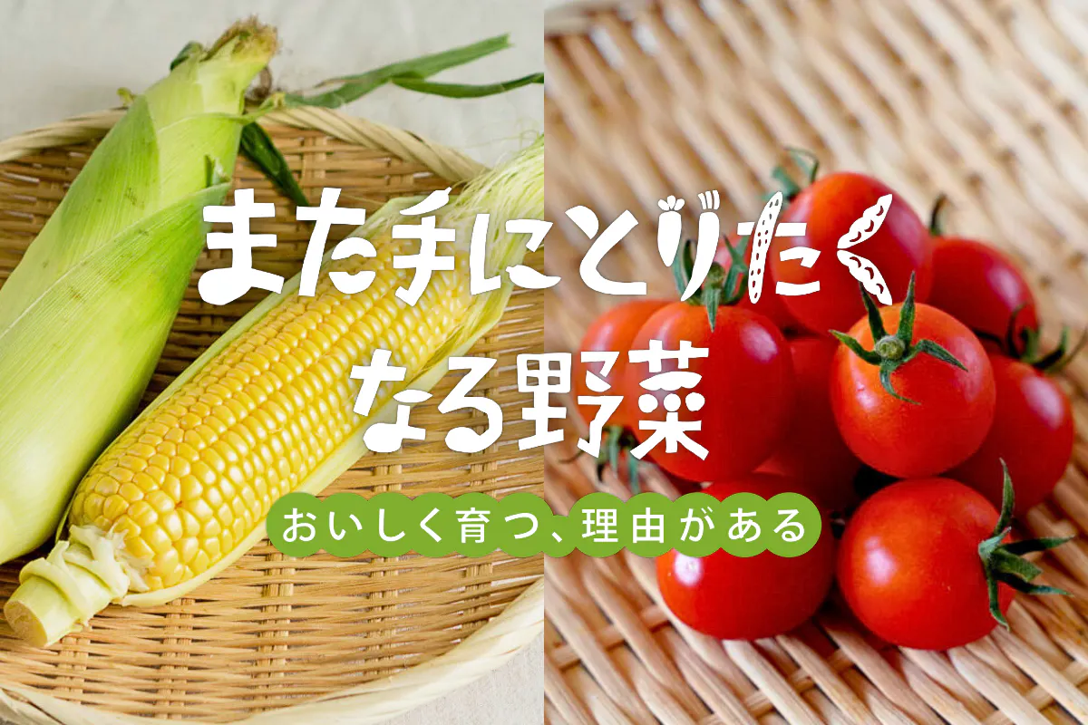 また手にとりたくなる野菜